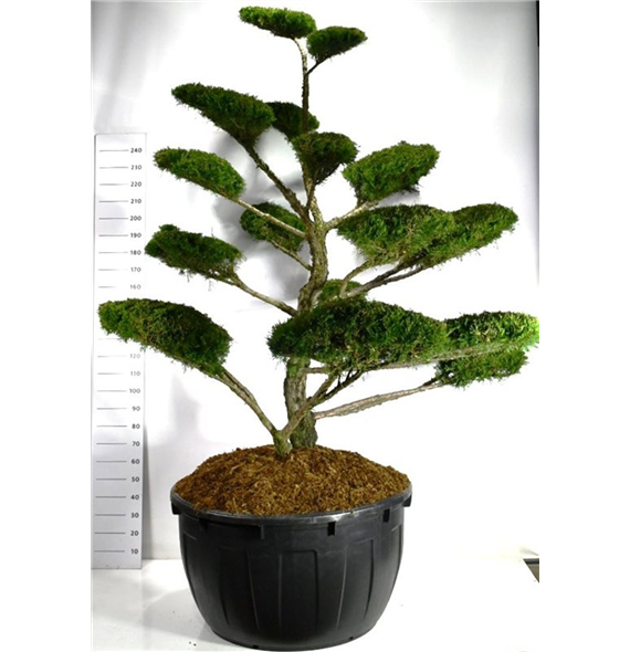 Juniperus pfitzeriana 'Mint Julep' F00006579