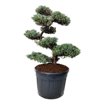 Juniperus squamata 'Blue Carpet' F00007479