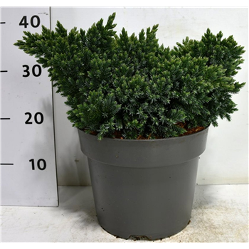 Juniperus squamata 'Blue Star' F00005895
