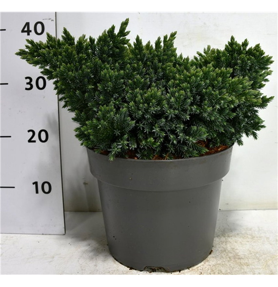 Juniperus squamata 'Blue Star' F00005895