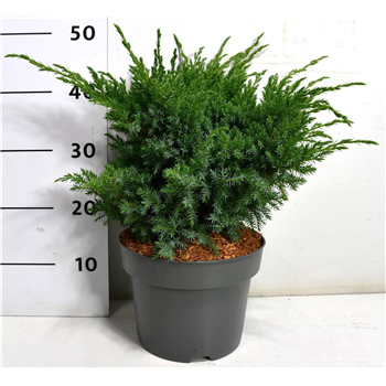 Juniperus squamata 'Blue Swede' F00005358