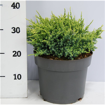 Juniperus squamata 'Holger' F00006026