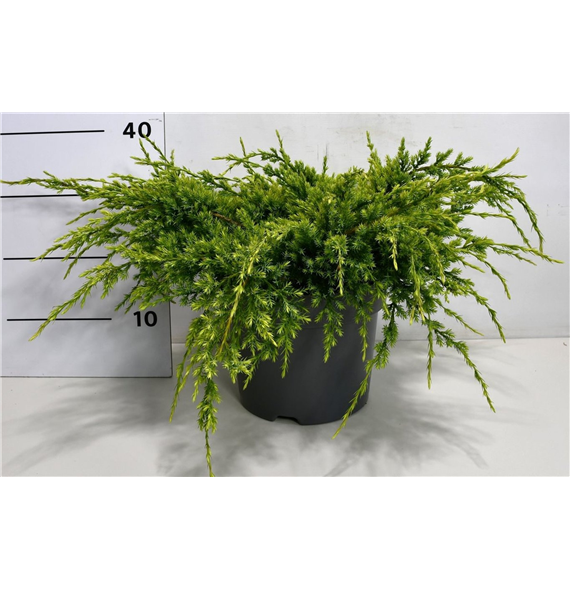 Juniperus squamata 'Holger' F00006374