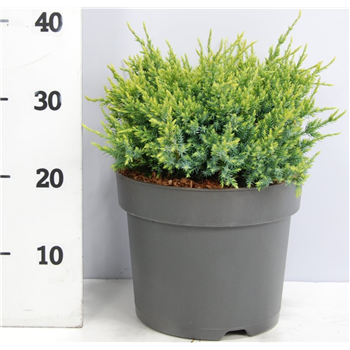 Juniperus squamata 'Holger' F00005913