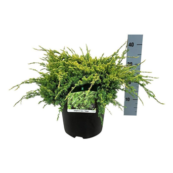 Juniperus squamata 'Holger' F00006858
