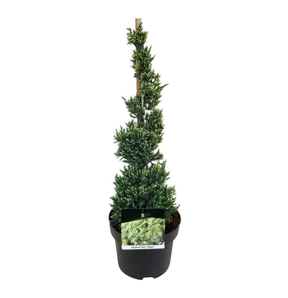 Juniperus squamata 'Holger' F00005677
