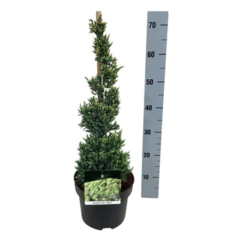 Juniperus squamata 'Holger' F00007399