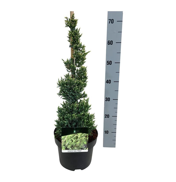 Juniperus squamata 'Holger' F00007399