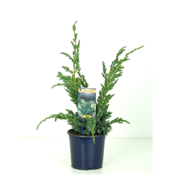 Juniperus squamata 'Meyeri' F00003650