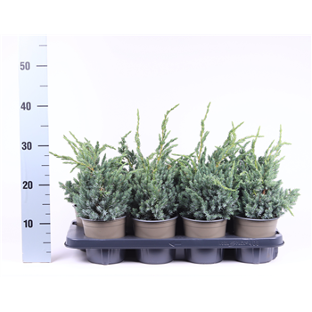 Juniperus squamata 'Meyeri' F00003609