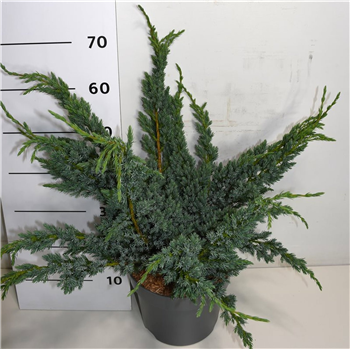 Juniperus squamata 'Meyeri' F00005879