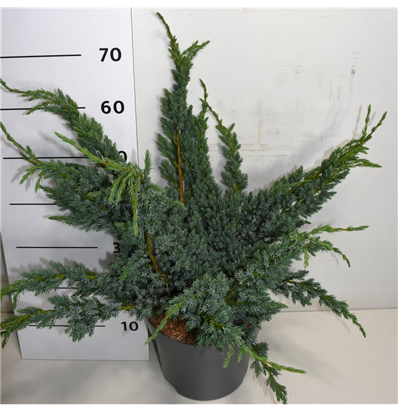 Juniperus squamata 'Meyeri' F00005879