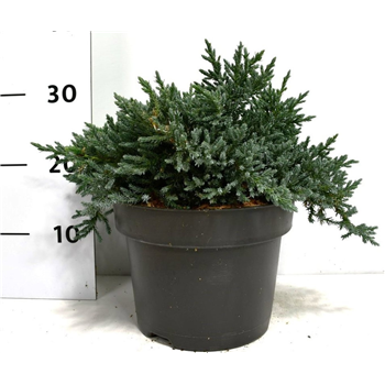 Juniperus squamata 'Tropical Blue' F00005976