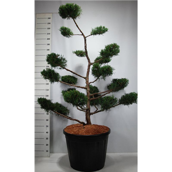 Juniperus virginiana 'Grey Owl' F00005987