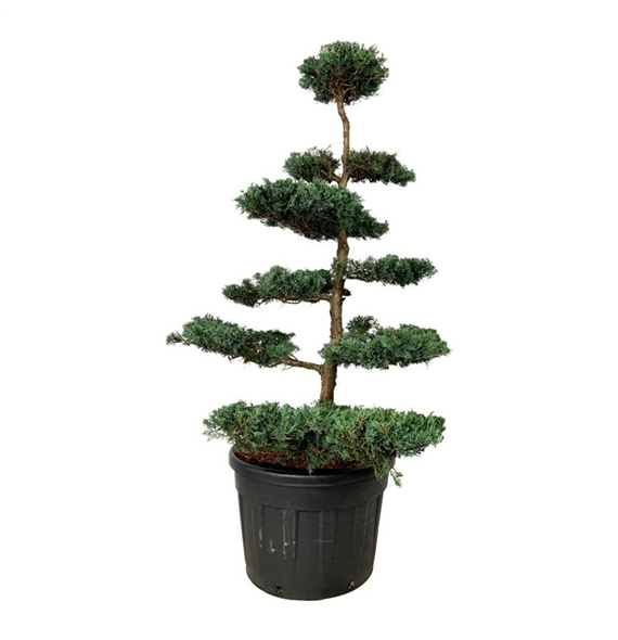 Juniperus virginiana 'Grey Owl' F00007170