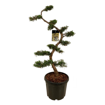 Juniperus x pfitzeriana F00004338