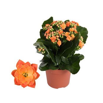 Kalanhoja 'Rosalina Don Pedro' F00000443
