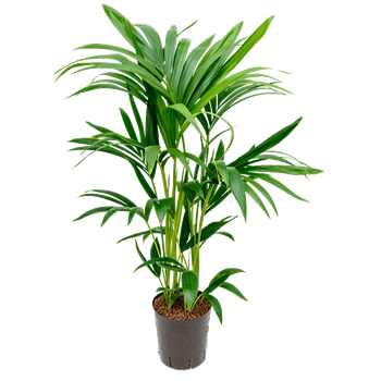 Kentia (Palma Hovea) forsteriana 1KEFO5T08