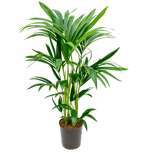 Kentia (Palma Hovea) forsteriana 1KEFO5T08