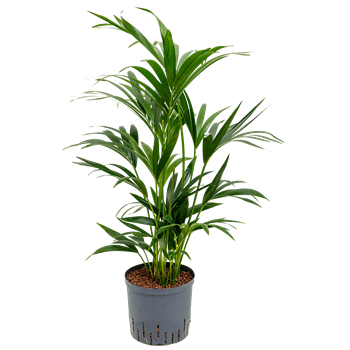 Kentia (Palma Hovea) forsteriana 1KEFO6T06