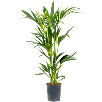 Kentia (Palma Hovea) forsteriana 1KEFO5T10