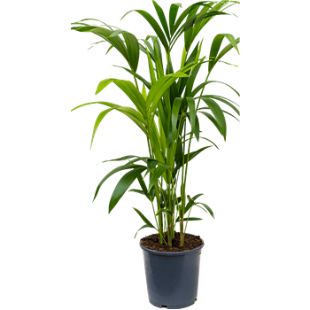 Kentia (Palma Hovea) forsteriana 4HOFOTU04