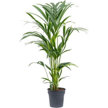 Kentia (Palma Hovea) forsteriana 4HOFOTU09