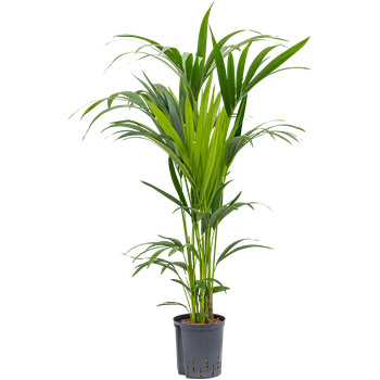 Kentia (Palma Hovea) forsteriana 1KEFO5T20