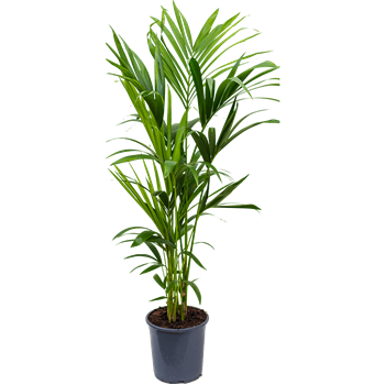 Kentia (Palma Hovea) forsteriana 4HOFOTU05