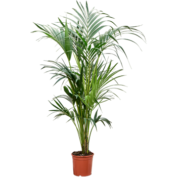Kentia (Palma Hovea) forsteriana 4HOFOBX01