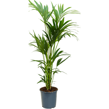 Kentia (Palma Hovea) forsteriana 4HOFOTU08