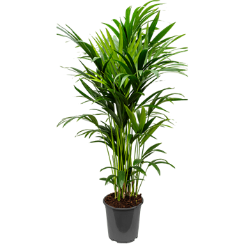 Kentia (Palma Hovea) forsteriana 4HOFOTU20