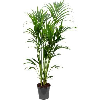 Kentia (Palma Hovea) forsteriana 4HOFOTU10