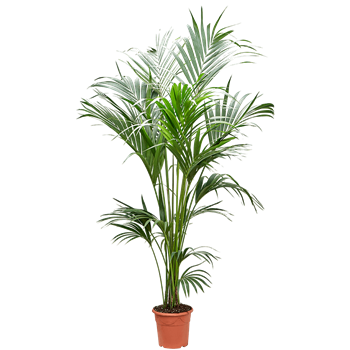 Kentia (Palma Hovea) forsteriana 4HOFOBX36