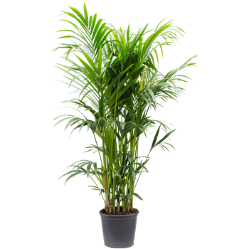 Kentia (Palma Hovea) forsteriana 4HOFOTU35
