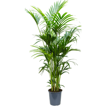 Kentia (Palma Hovea) forsteriana 4HOFOTU27