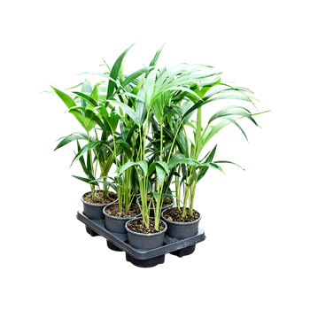 Kentia (Palma Hovea) forsteriana 6/tray 4HOFOTU12