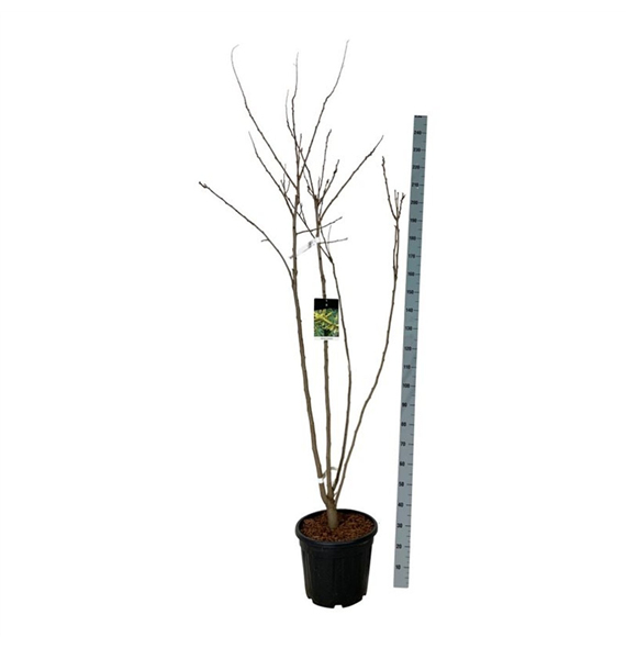 Koelreuteria paniculata F00007300