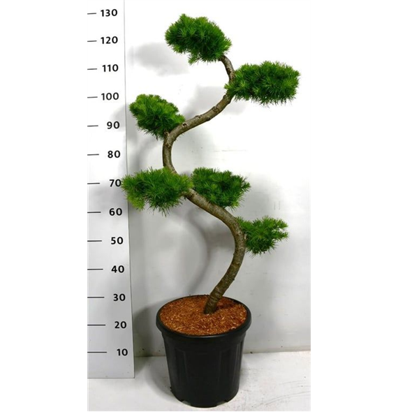 Larix kaempferi F00005902
