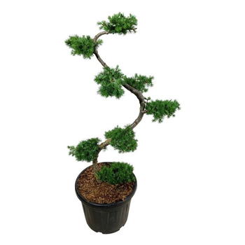 Larix kaempferi F00006693