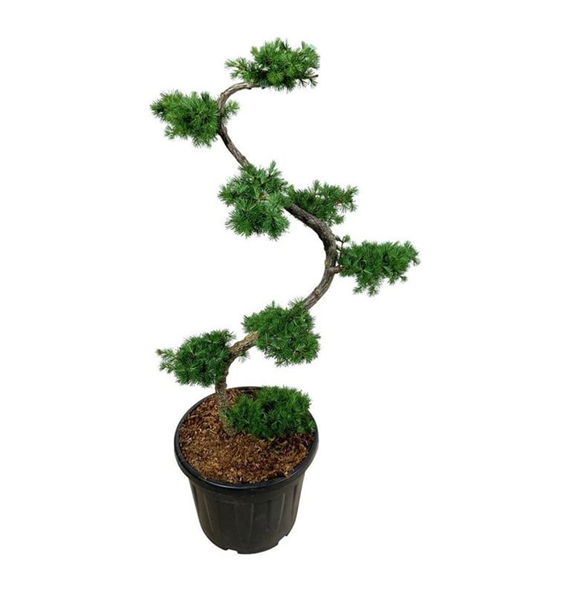 Larix kaempferi F00006693