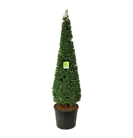 Larix kaempferi F00006943