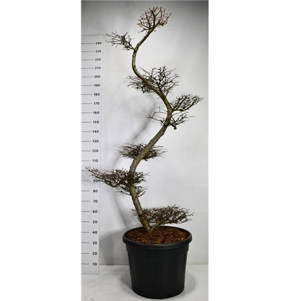 Larix kaempferi F00006452