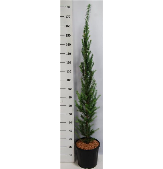Larix kaempferi 'Jakobsens Pyramid' F00005970