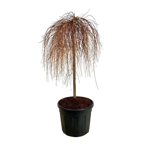 Larix kaempferi 'Stiff Weeper' F00007257