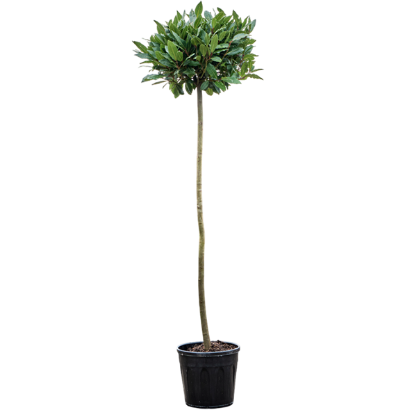 Laurus nobilis 5LANORS15