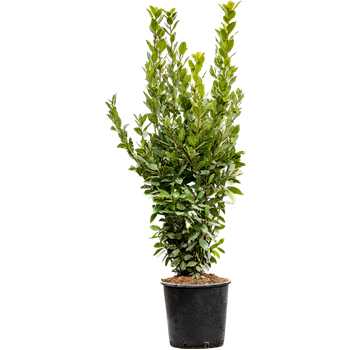 Laurus nobilis 5LANOBU33