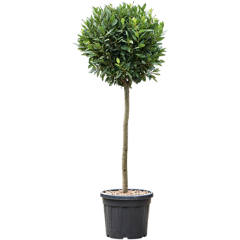 Laurus nobilis 5LANORS95