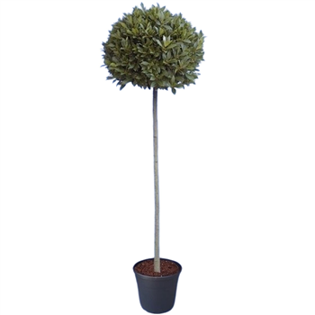 Laurus nobilis F00004774