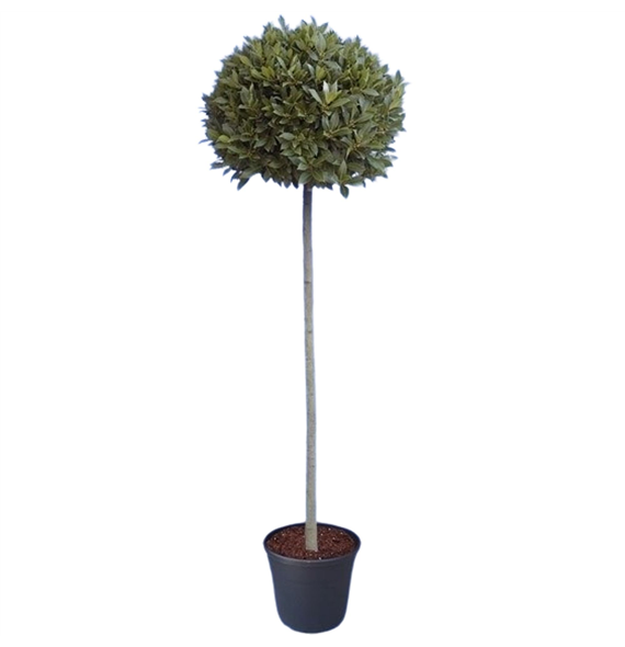 Laurus nobilis F00004774